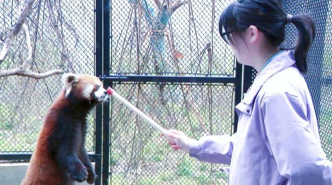 国内外知名高校的毕业生入职上海动物园“饲养员”的角色正在发生这些变化……(图2)