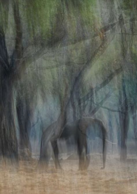 屡获殊荣的野生动物摄影师作品欣赏绝美的野生动物(图2)